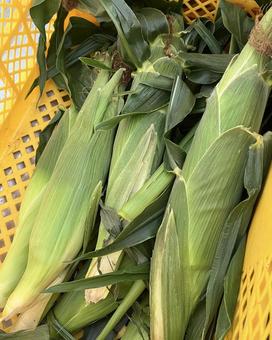 収穫したとうもろこし 収穫したとうもろこし とうもろこし,収穫,野菜の写真素材