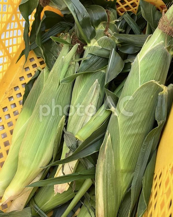 収穫したとうもろこし とうもろこし,収穫,野菜の写真素材
