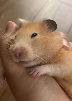 手の上にいるハムスターのイメージ 手の上にいるハムスターのイメージ キンクマハムスター,ハムスター,ゴールデンハムスターの写真素材