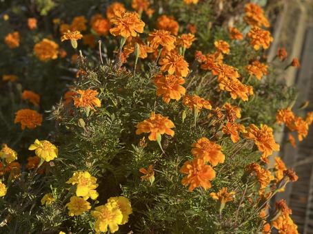 夕陽に照らされるマリーゴールドの花 マリーゴールド,花,オレンジの写真素材