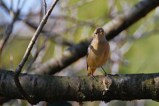 Photo, kotobuki, wei flycatcher, female, 