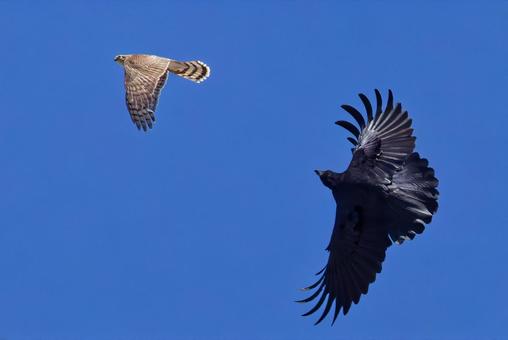 ハシボソガラスに追われるハイタカ幼鳥 ハイタカ,鷂,タカの写真素材
