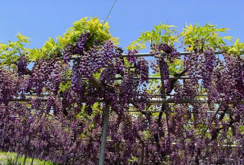 Wisteria trellis, JPG Wisteria trellis, JPG