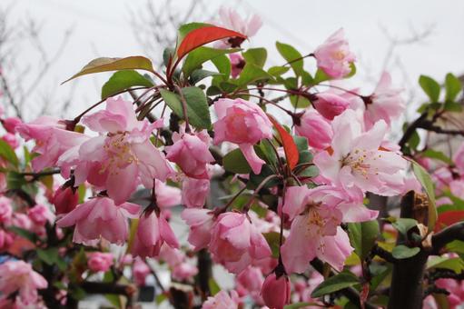 ハナカイドウ・花海棠の咲く風景 カイドウ,花木,紅桃色の写真素材