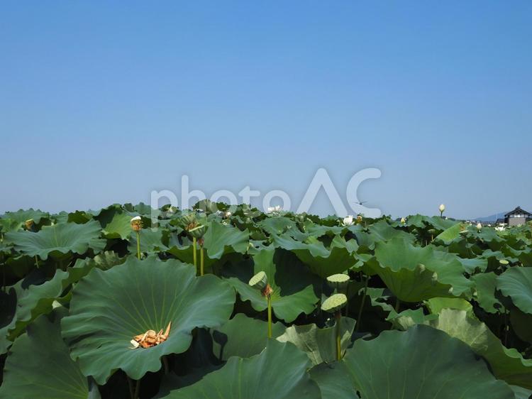 真夏の青空＆蓮根畑の蓮の花・茨城県土浦市 真夏,蓮の花,土浦市の写真素材