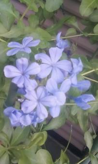 青い花 青い花の写真
