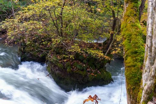 奥入瀬の紅葉の写真