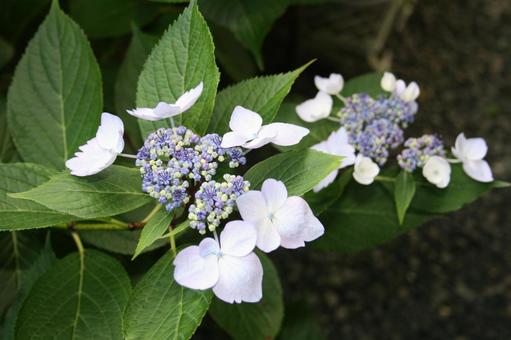 あじさいの写真