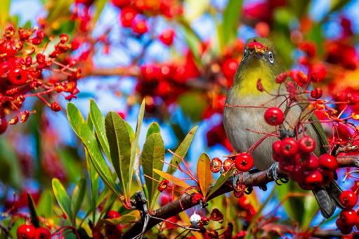 Pyracantha and Japanese white-eye copy space, JPG