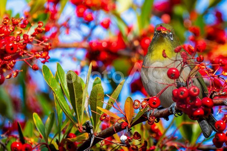 ピラカンサとメジロ・コピースペース メジロ,野鳥,鳥の写真素材