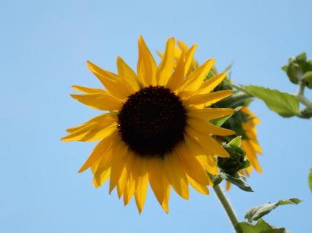 [Flower Photo] Sunflower, JPG