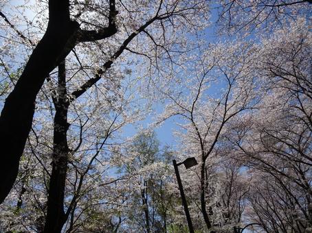 April Cherry Blossoms-26, JPG