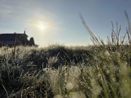 初霜 初霜,朝露,初冬の写真素材