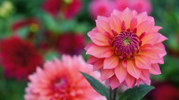 秋のダリア園-862 ダリア,ピンク,サーモンピンクの写真素材