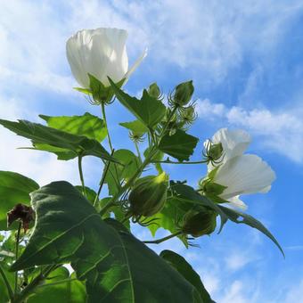 フヨウ(芙蓉) フヨウ(芙蓉) フヨウ,芙蓉,花の写真素材