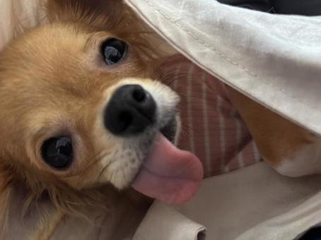 寝起きあっかんべー 寝起きあっかんべー 犬,チワワ,かわいいの写真素材