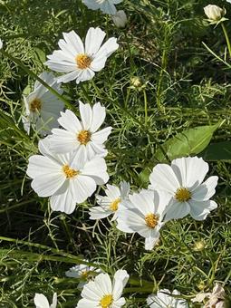 コスモス コスモス,コスモス畑,花壇の写真素材