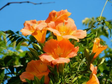 【花の写真】ノウゼンカズラ(凌霄花) 【花の写真】ノウゼンカズラ(凌霄花) ノウゼンカズラ,凌霄花,自然の写真素材