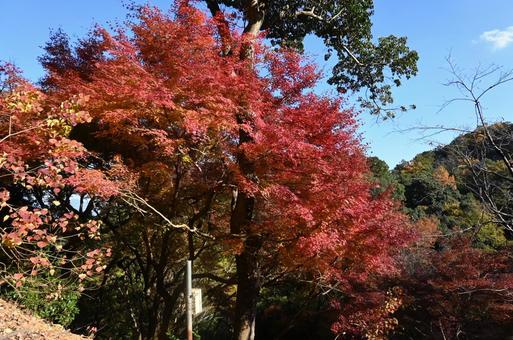 立派なもみじの木 立派なもみじの木 もみじ,木,紅葉の写真素材
