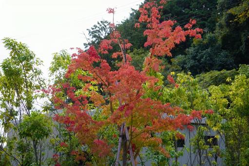 色づき始めた秋 秋,紅葉,もみじの写真素材