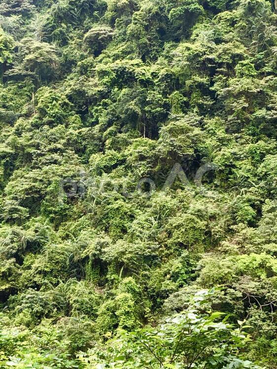 山の緑　台湾　 ウーライ,山の緑,台湾の写真素材