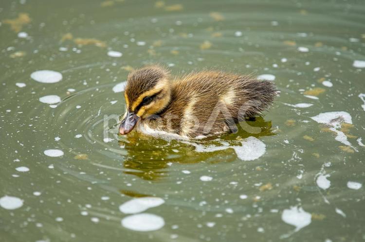 よちよち泳ぐかわいい子カルガモ カルガモ,カルガモ親子,親子の写真素材