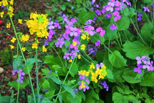 鮮やかな花々の写真