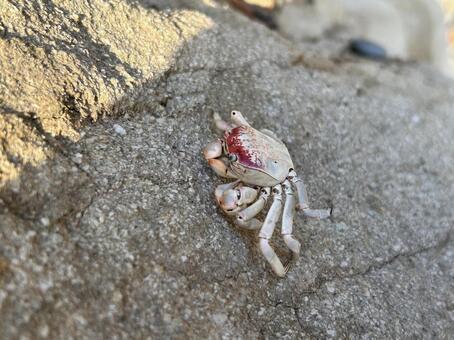 カニ 海 蟹,かに,カニの写真素材