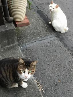 Photo, cat, 2 animals, white cat, 