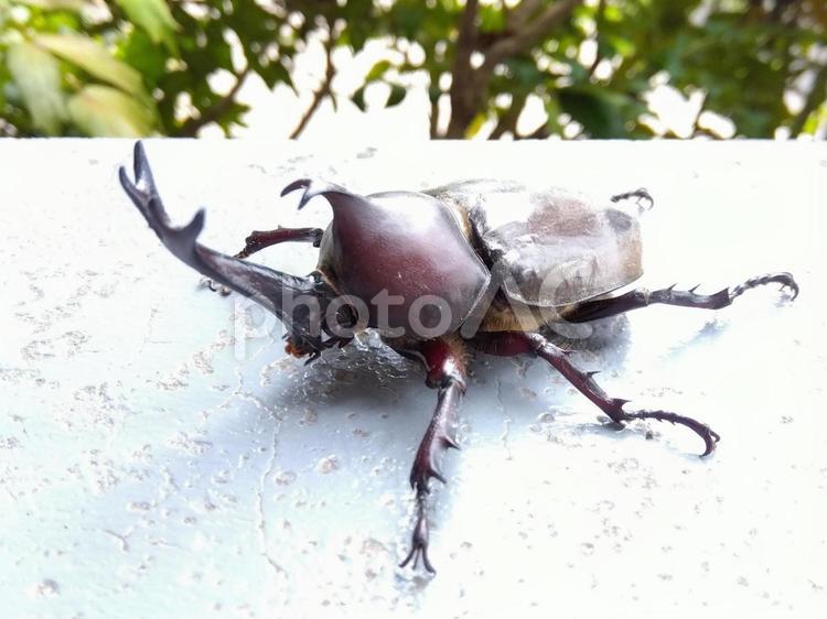 夏に発見したカブトムシ カブトムシ,昆虫,夏の写真素材