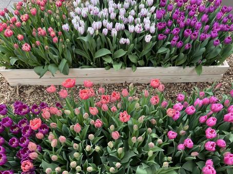 キューケンホフ公園 キューケンホフ,チューリップ,アムステルダムの写真素材