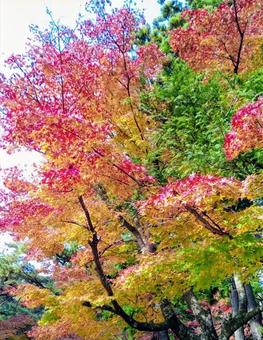 紅葉 紅葉,秋,もみじの写真素材