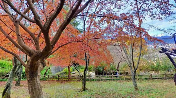 紅葉と茅葺き屋根が並ぶ庭の景色 紅葉と茅葺き屋根が並ぶ庭の景色 紅葉,茅葺き屋根,秋の写真素材