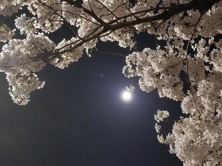 桜と満月 桜と満月の写真
