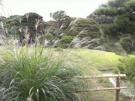 すすきの秋 すすきの秋の写真