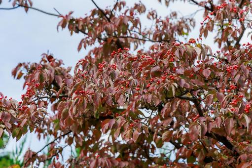 秋色のハナミズキ ハナミズキ,秋,赤い実の写真素材