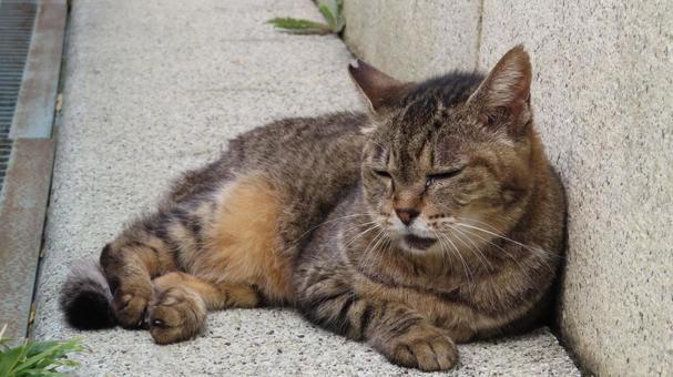 もふもふであざと可愛い眠り猫 もふもふであざと可愛い眠り猫 猫,キジトラ,寝転ぶの写真素材