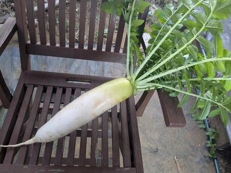 大根の収穫 大根,ダイコン,収穫の写真素材