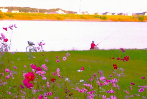 朝の河川敷withコスモス① 朝の河川敷withコスモス① コスモス,早朝,花の写真素材