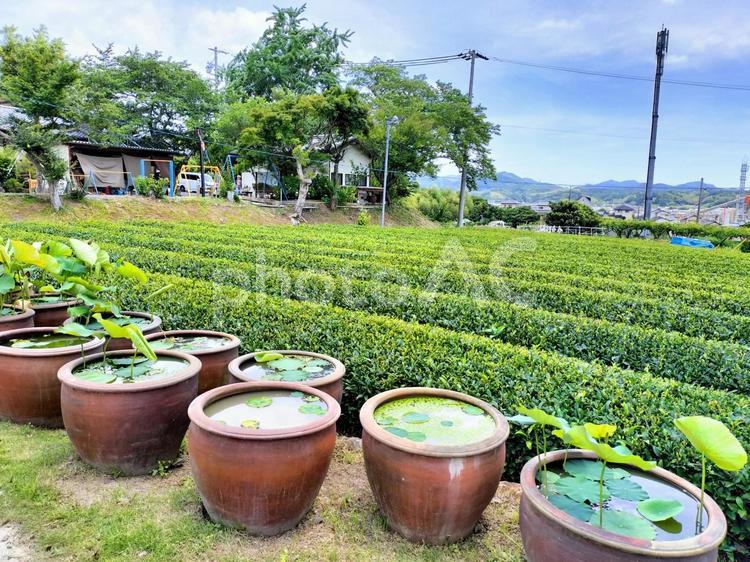 鹿苑山香勝寺ききょう寺　華蓮の小径と茶畑 香勝寺,ききょう寺,桔梗寺の写真素材