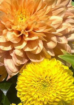 オレンジと黄色のマム オレンジと黄色のマム マム,キク,花の写真素材