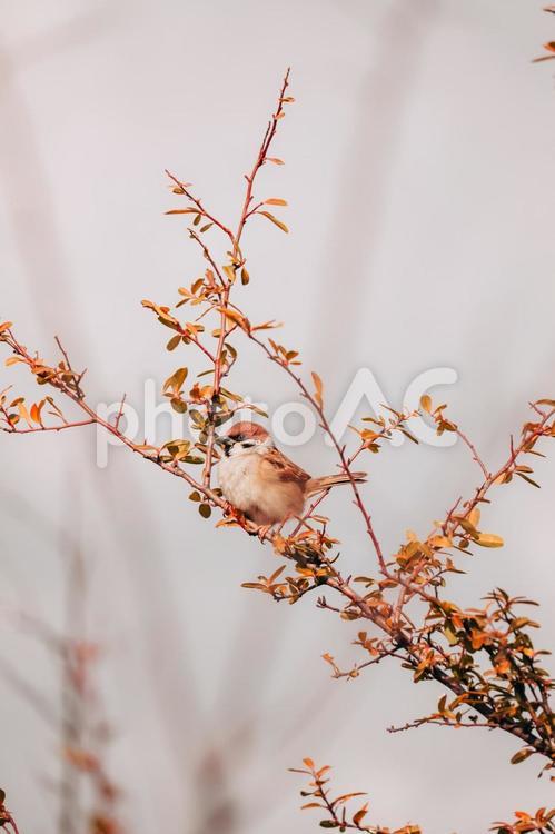 雀さんがかわいい 雀,可愛い,茶色の写真素材
