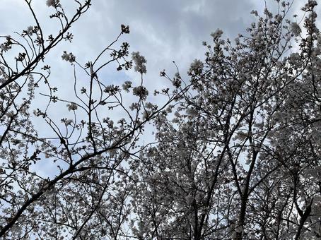 桜サクラ 桜サクラの写真