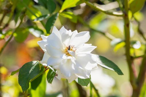 秋のバラ⑶ 秋のバラ⑶ 花,バラ,秋の写真素材