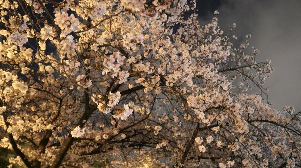 桜 桜の写真