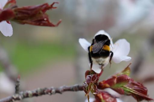 European Bumblebee, JPG European Bumblebee, JPG