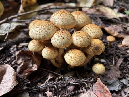 ツチスギタケ きのこ,スギタケ,茶色の写真素材