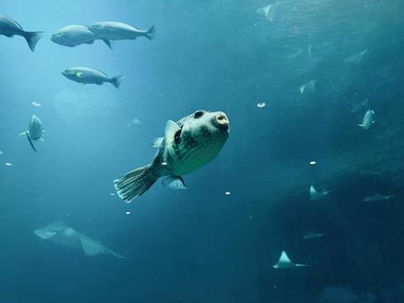 フグが漂う幻想的な水中世界 フグが漂う幻想的な水中世界 海の生き物,熱帯魚,和歌山自然博物館の写真素材