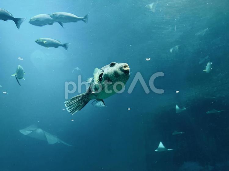 フグが漂う幻想的な水中世界 海の生き物,熱帯魚,和歌山自然博物館の写真素材
