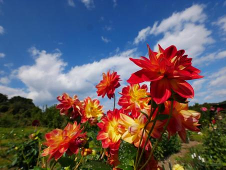 青空に映えるダリア ダリア,アイリスの丘,花の写真素材